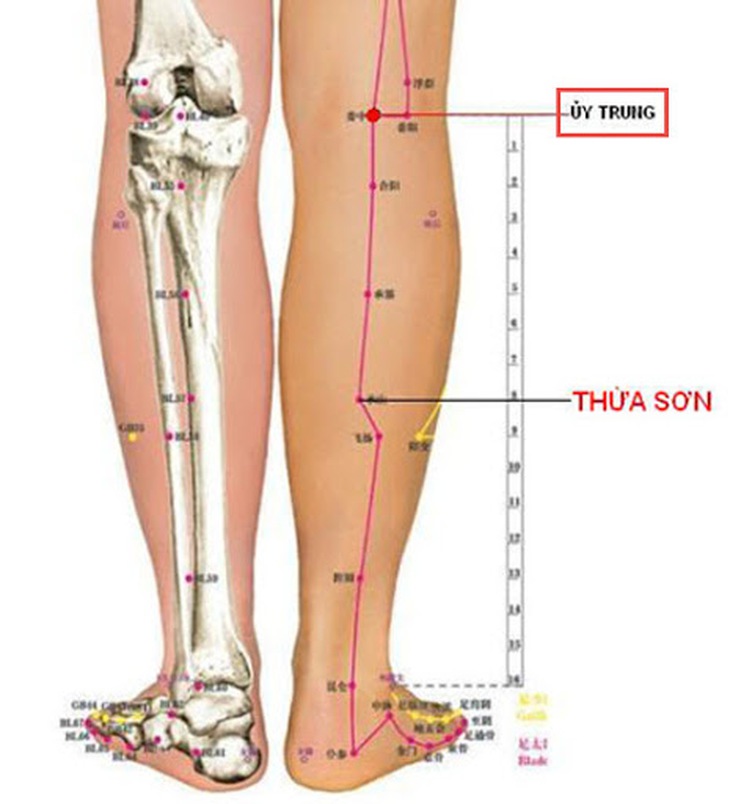 Vị trí huyệt ủy trung và thừa sơn.